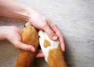 Dog paws with a spot in the form of heart and human hand close up, top view. Conceptual image of friendship, trust, love, the help between the person and a dog Dog paws with a spot in the form of heart and human hand close up, top view. Conceptual image of friendship, trust, love, the help between the person and a dog